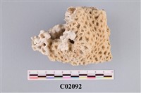 藏品(珊瑚化石)的圖片